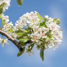 There are many lovely flowering trees, but a lot of them won't grow in tough urban conditions and poor soil. Pear Tree Pruning Care And Diseases Of Fruit And Ornamental Pear Trees