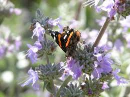 Image result for Salvia stenophylla