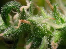 Check spelling or type a new query. Guide To Identifying And Understanding What Is Good Weed 421 Flavors