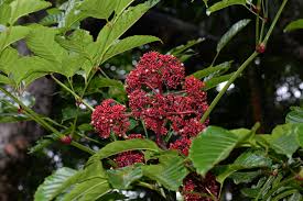 Image result for Leea guineensis