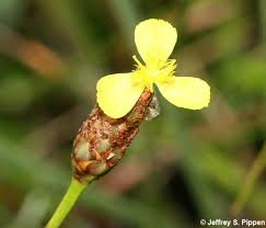 Image result for Xyris parvula