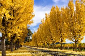 Image result for autumn leaves