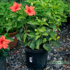 Image result for Hibiscus noldeae
