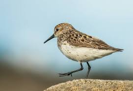 Has white spots on their black wings. Your Guide To The Ultimate Birding Experience In St Ignace Michigan