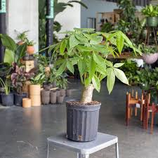 Image result for Pachira