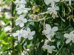 Der falsche jasmin oder auch pfeifenstrauch genannt, ist ein sehr beliebter blütenstrauch und wird gerne in blühende hecken integriert, einzeln oder in gruppen gepflanzt. Jasminum Officinale Weisse Duftwolke Fur Jeden Standort