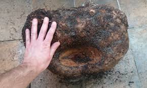 Dziwidło olbrzymie (amorphophallus titanum) trafiło do nas przypadkiem. Dziwidlo Olbrzymie Zakwitnie W Polsce Pierwszy Raz Kwiatostan Osiaga Nawet 3 M Wysokosci