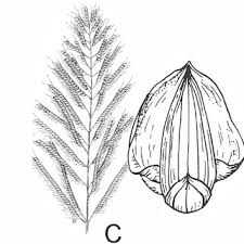 Image result for Urochloa reptans