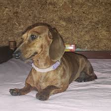 Puppies cleared by board certified cardiologist prior to placement. Pdx Miniature Dachshunds Home Facebook