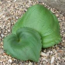 Image result for Eriospermum porphyrium