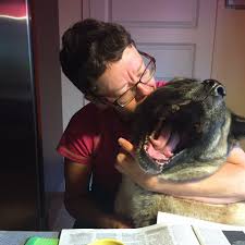 Pin On American Akitas Rufus And Gaze Amerikanskie Akity Rufus I Gejs Amerikanakitat Rufus Ja Gaze