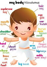 Turkish And English Terms For The Body Faaliyetler Ingilizce Alfabe Egitim Teknolojisi
