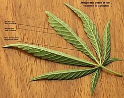 Image result for Cannabaceae
