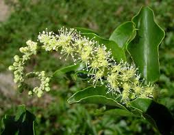Image result for Phytolacca dodecandra
