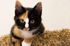 How Long Do Calico Cats Live Lovetoknow