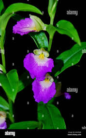 Image result for Brachycorythis