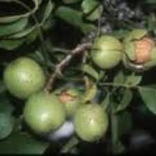 Hickory nuts are a great source of food if you know how to prepare them. Other Edible Nut Trees Rhora S Nut Farm