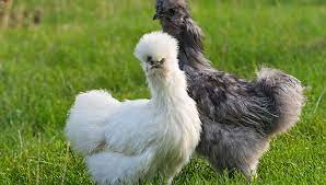 12 small chicken breeds that we recommend. The Top 10 Friendliest Chicken Breeds Of 2021