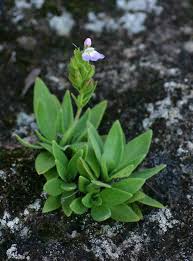 Image result for Craterostigma