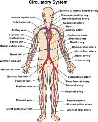 Veins In The Body Circulatory System Human Circulatory System Circulatory System Diseases