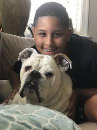 However, free bulldog dogs and puppies are a rarity as rescues usually charge a small adoption fee to cover their expenses (usually less than $200). River City Bulldog Rescue Home Facebook