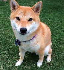 Shiba Inu Urajiro Shiba Inu Most Popular Dog Breeds Ancient Dogs