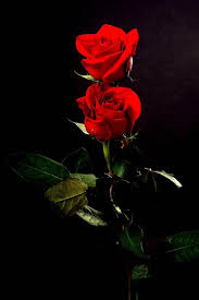 Pike Podcasting On Beautiful Flowers Pictures Red Roses Wallpaper Beautiful Flowers Wallpapers