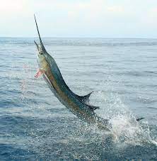 Fishing Tips Gear Bait Lures Sea Fishing Salt Water Fishing Deep Sea Fishing