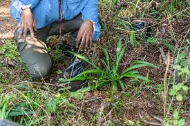 Image result for Keetia gueinzii