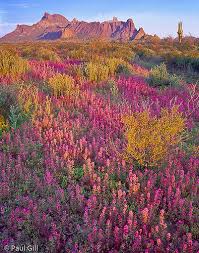 Eagletail Mt Owl Clover Nature Photography Beautiful Nature Beautiful Landscapes