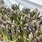 Orenco Station — Hillsboro Farmers' Markets