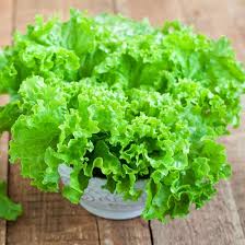 Image result for Lettuce Green 1972 Hussmann