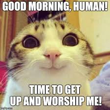 Smiling Cat Meme Imgflip