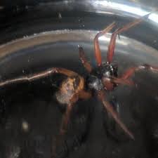 The easiest way to tell if a spider is a black widow is to look for the shiny black coloring and distinctive crimson markings on the abdomen of the females. Mum S Terror After Finding False Widow Spider In Essex Flat Mirror Online