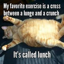 17 Animal Memes Only Lazy People Will Understand Cuteness Funny Grumpy Cat Memes Lazy Animals Lazy Memes