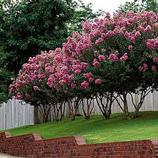 Crepe Myrtle Pruning Tips Myrtle Tree Plants Planting Flowers