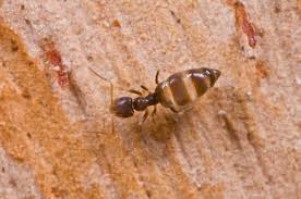 Image result for Nesaea pygmaea