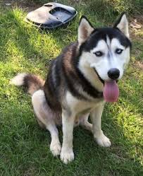 Although the siberian husky has a double coat (downy soft undercoat and longer guard hairs), the hair should not be excessively long as with the dogs pictured on this page. Siberian Husky Dog Breed Information And Pictures