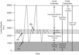 Image result for Vital Capacity