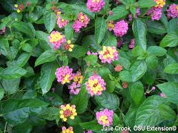 Image result for Lantana angolensis