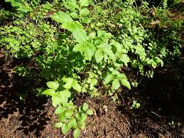 Image result for Vaccinium madagascariense
