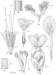 Image result for Xyridaceae