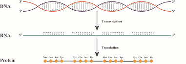 from dna to rna to protein how does it work