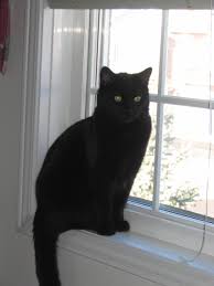 private site kedi renkler siyah