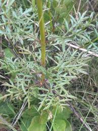 Image result for Bidens kirkii