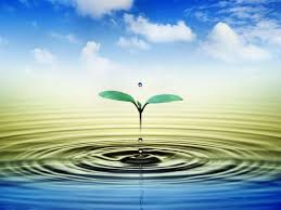 Tallo En El Agua Cute Desktop Wallpaper Nature Wallpaper Background Hd Wallpaper