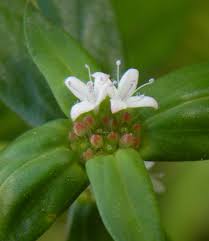 Image result for Spermacoce ocymoides