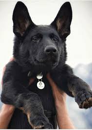 Black And Grey German Shepherd Puppy Pin By Alexa Grey On German Shepherd Puppies German Shepherd Dogs German Shepherd Puppies Gsd Puppies