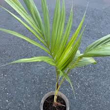 Image result for Archontophoenix cunninghamiana