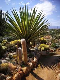 The cactus slurry can be mixed 50/50 with water for a delicious drink. Local Guides Connect Cactus Makes Perfect Local Guides Connect
